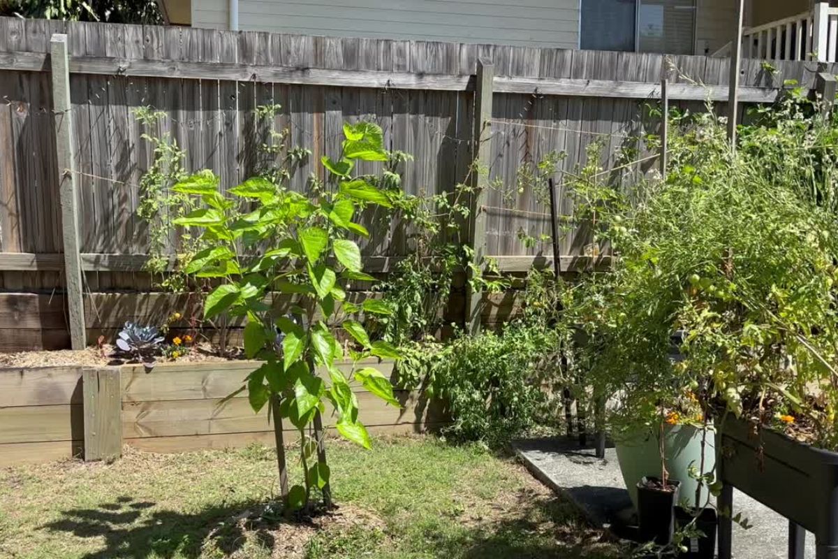 The Vegetable garden has become a feature of the home and, to the delight of the residence, is ever evolving.